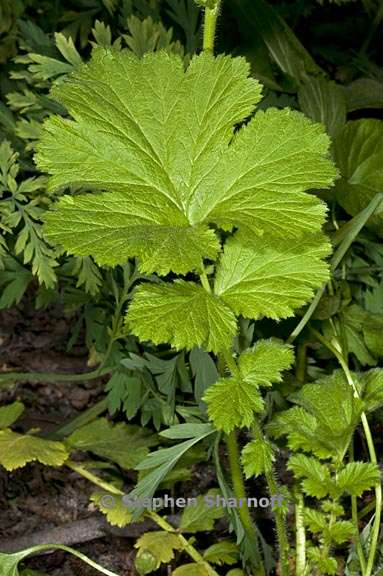 geum macrophyllum 5 graphic